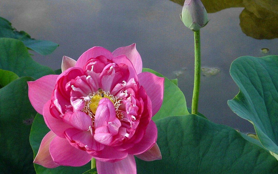 Dhamma the Best Thing in Life
